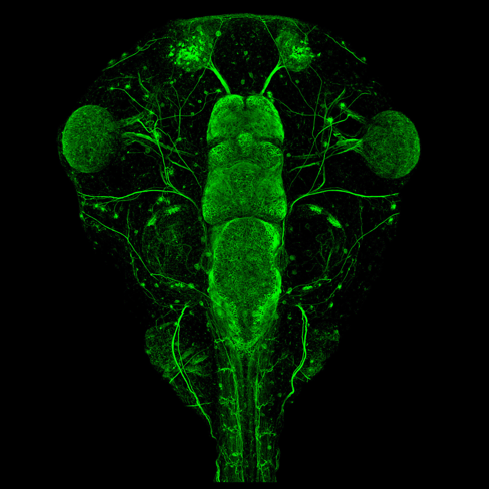 Xenopus nervous system