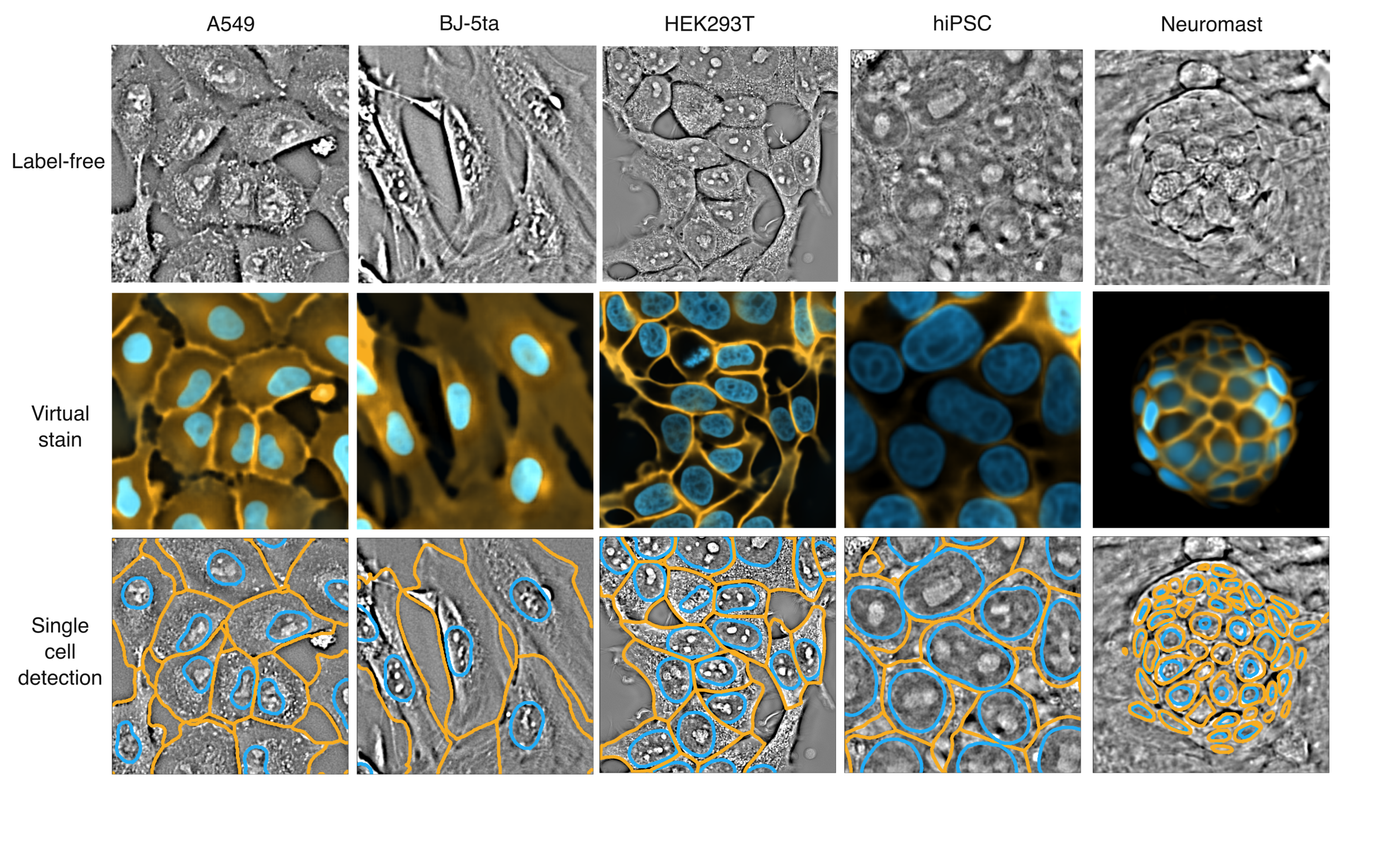 Label-free imaging combined with AI-powered virtual staining offers a game-changing alternative to conventional staining for many cell types