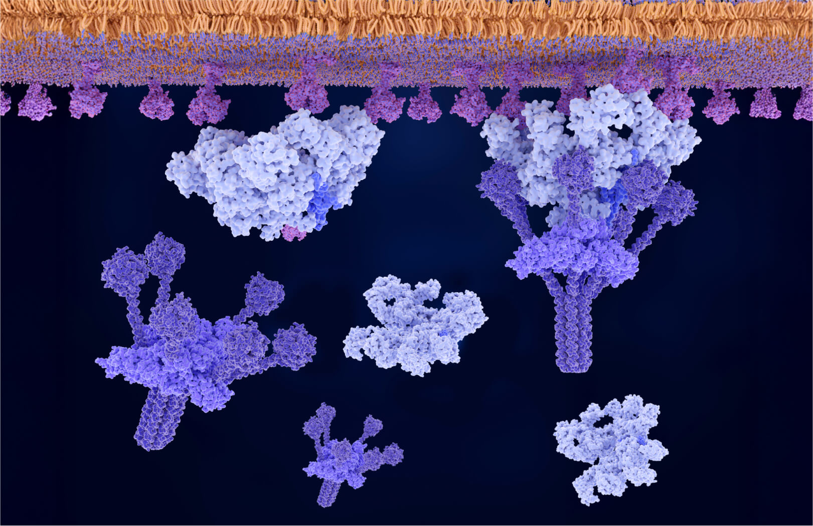 Molecular model showing clustered proteins extending from a membrane, with Y-shaped and globular structures interacting below it.