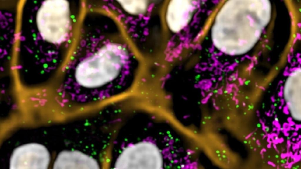 Fluorescent microscopy image showing cell structures with highlighted organelles in green, magenta, and orange.