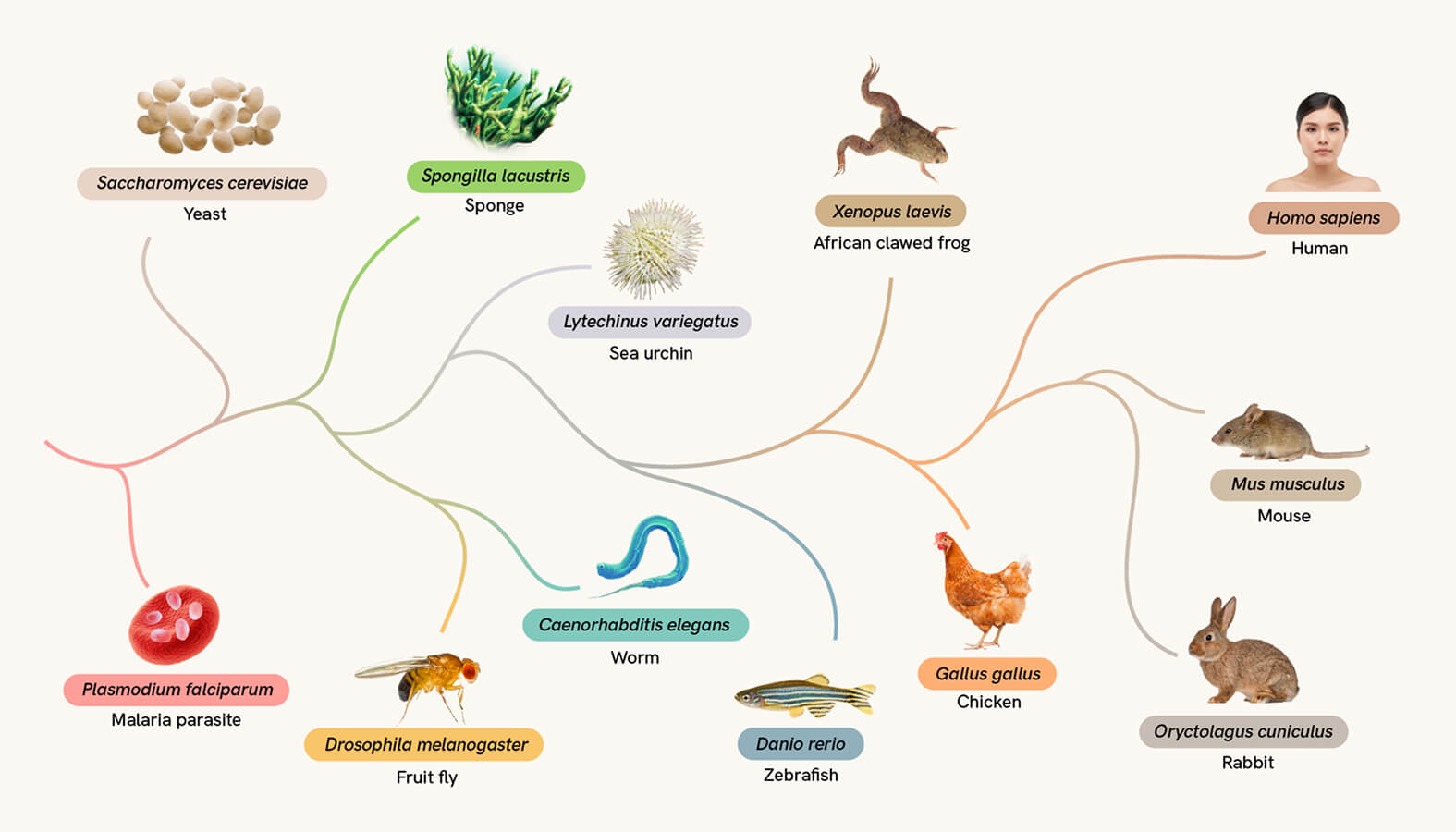 A branching tree diagram showing evolutionary relationships among twelve species, including human, mouse, frog, sponge, fruit fly, and malaria parasite. Each species is represented with a label and image, and color-coded paths connect them to show lineage.