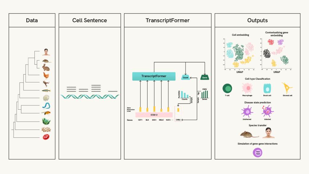 A four-panel diagram titled Data, Cell Sentence, TranscriptFormer, and Outputs. It shows the evolutionarily diverse species whose gene expression data (the “cell sentence”) were processed by TranscriptFormer and used to generate outputs like cell type classification, disease prediction, species comparison, and gene interaction predictions.