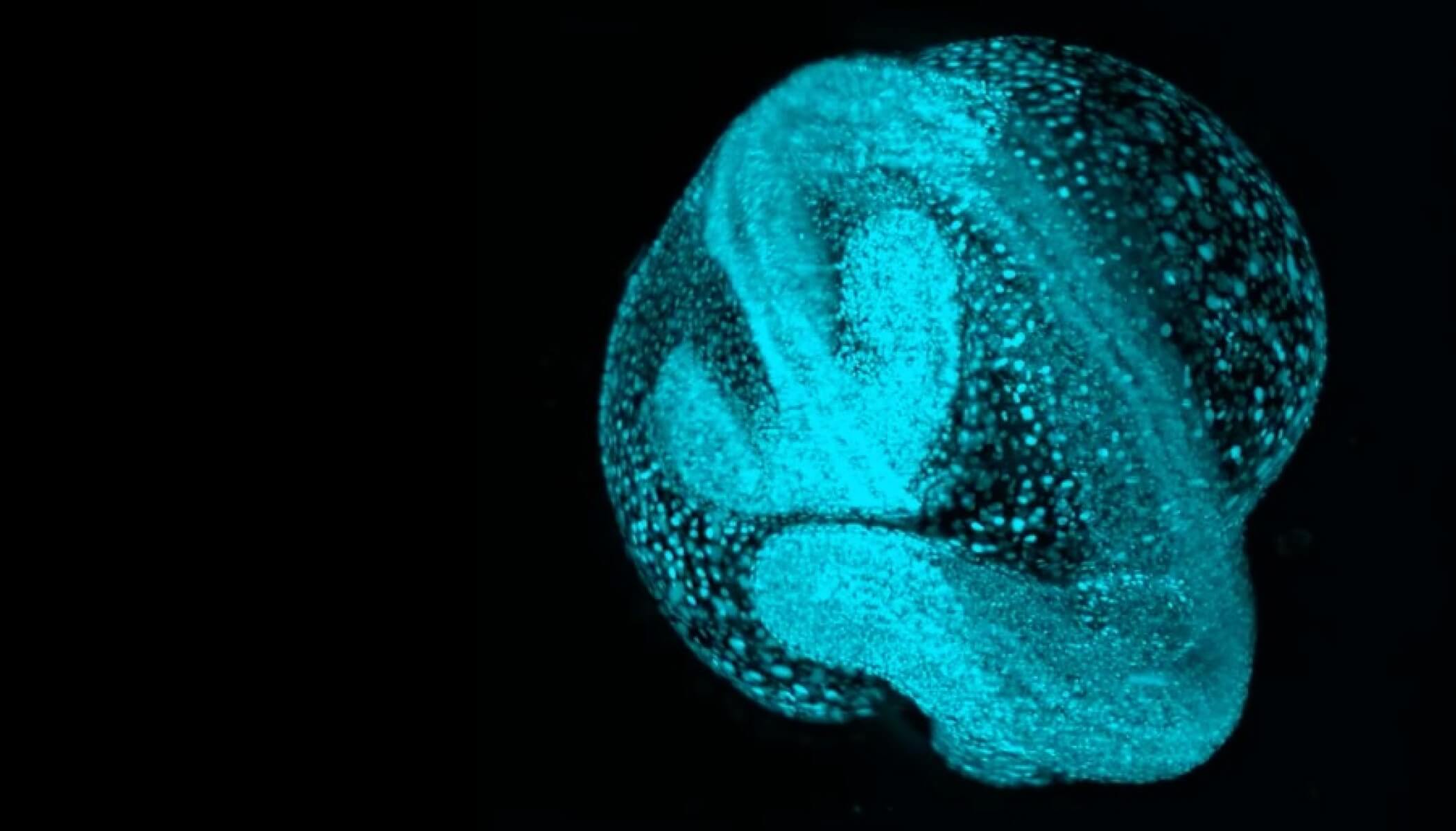 A zebrafish embryo glowing in blue, showing early developmental structures and cellular detail against a black background.