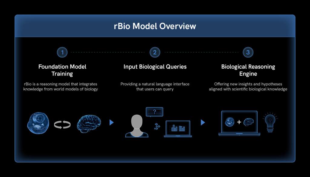 Three-step rBio model workflow diagram showing foundation model training with cell and brain icons, user input queries with person and chart symbols, and biological reasoning engine with laptop and lightbulb on dark blue background.