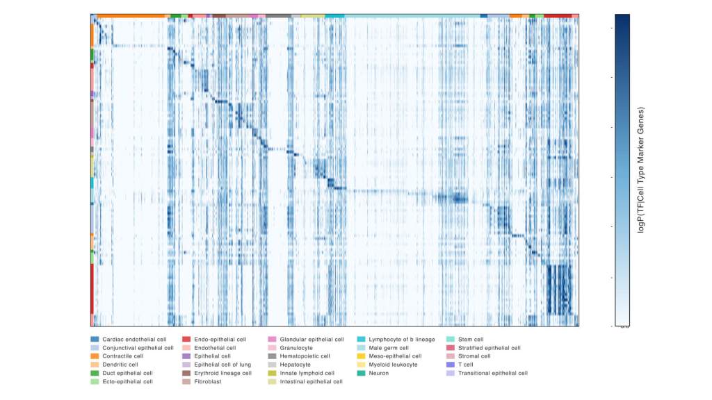 A grid of vertical blue lines of varying shades to show expression levels of marker genes across many cell types, with darker lines indicating higher expression. Colored bars label each cell type along the top and side of the grid.