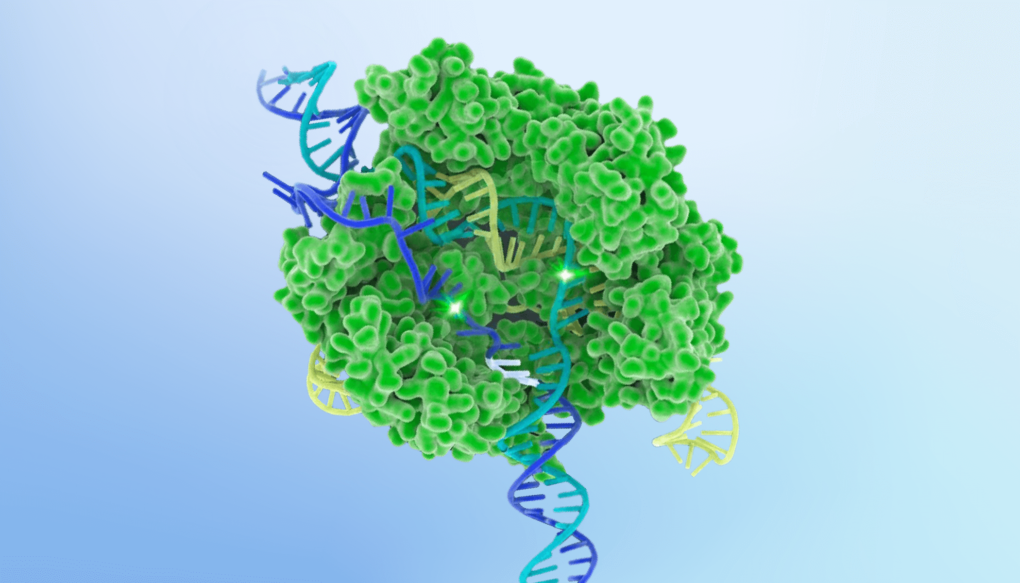3D illustration of a CRISPR-Cas9 protein (green) bound to DNA strands (blue and yellow) on a light blue background.
