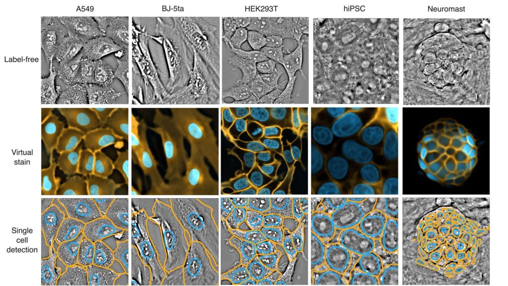 Microscopy images of five cell types shown in three rows: label-free grayscale images, virtual stain with cell membranes and nuclei highlighted, and single-cell detection with outlines around individual cells.