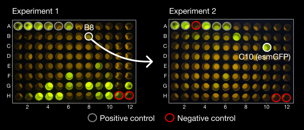 Two experimental plates showing ESM3’s protein design progression. In Experiment 1, the model generates a dim fluorescent protein labeled B8. In Experiment 2, starting from B8, it produces esmGFP (C10), a bright green fluorescent protein comparable to natural GFPs.