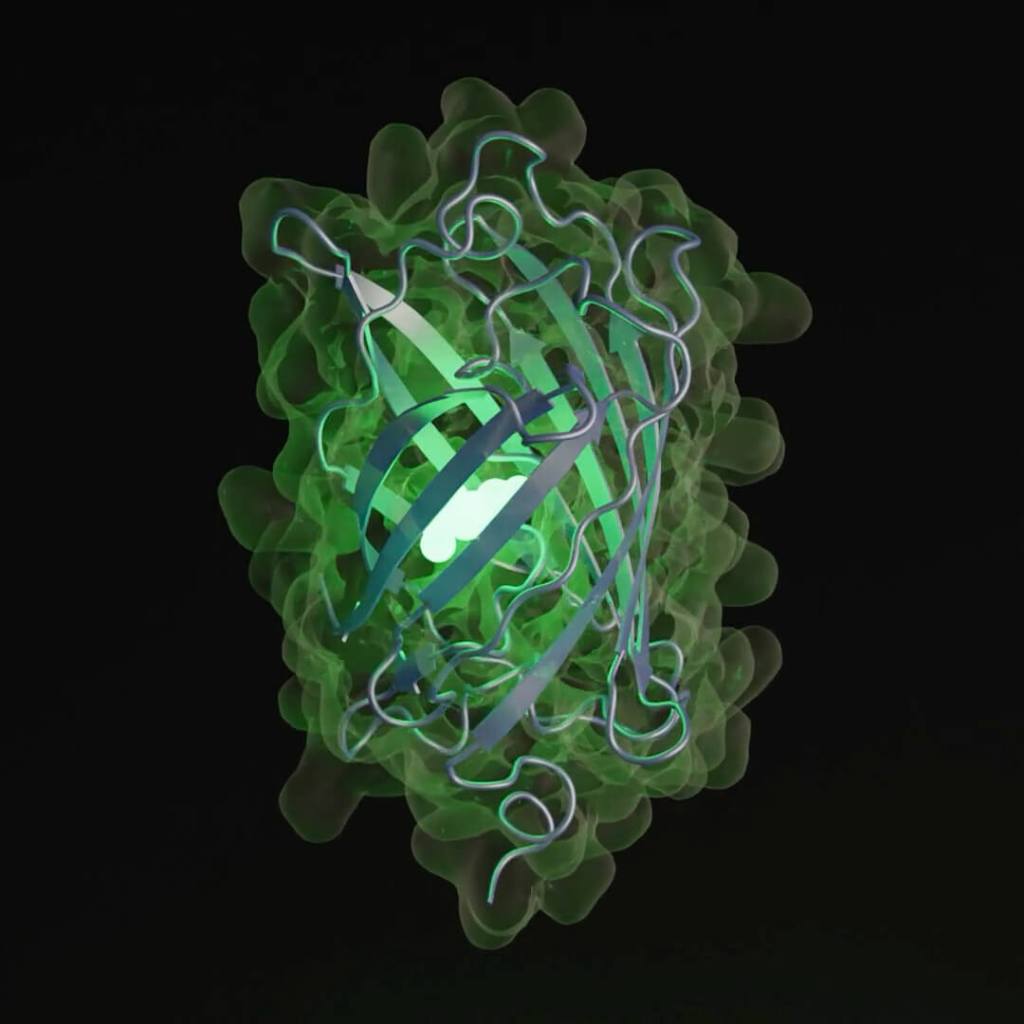 3D rendering of a green fluorescent protein (GFP) predicted by ESM3, glowing green to highlight its folded structure.