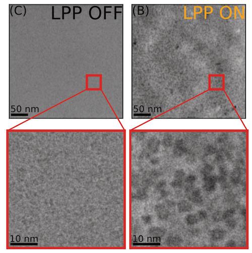 Cryo-EM comparison of hemoglobin imaged without and with the laser phase plate, showing dramatically improved contrast