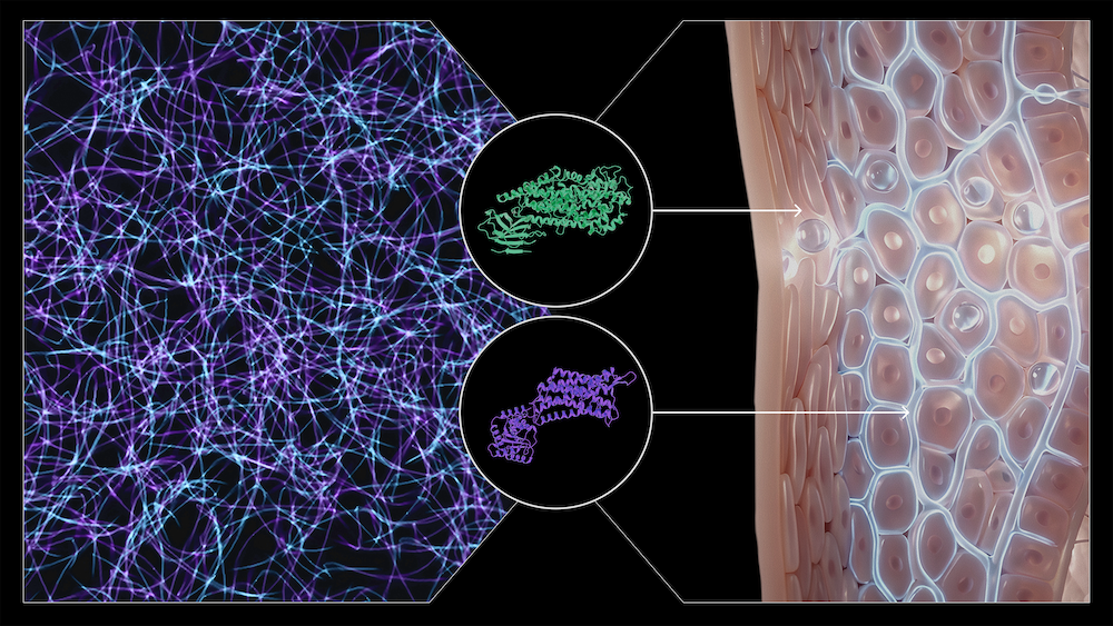 Diagram linking AI-analyzed genomic data to two psoriasis drug targets, including the oxytocin receptor, in human skin cells.